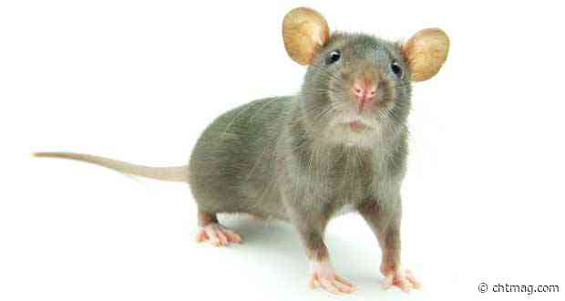 Pest controllers face uphill challenge to tackle pests in hospitals