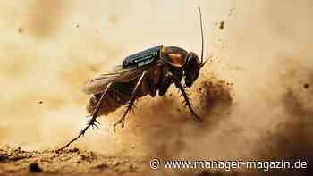 Rüstungsindustrie: Deutsches Start-up plant ferngesteuerte Kakerlakenarmee