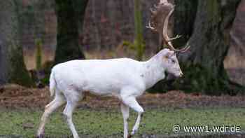Bonn: Weißer und schwarzer Hirsch aus Wildgehege entkommen