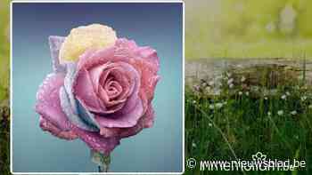 August Ceyssens, 81 jaar