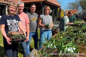 Staudentausch und Flohmarkt in Oppendorf