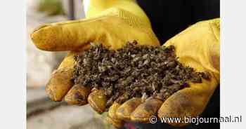 "Extreem hoge bijensterfte door pesticiden"