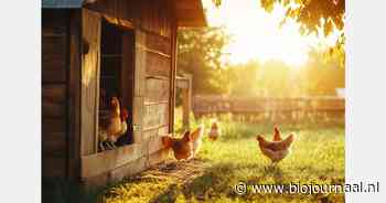 Biobedrijfsnetwerk leghennen: Begroeiing in de uitloop