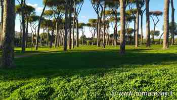 La Pineta Sacchetti fra i luoghi del cuore FAI. Ora i progetti per riqualificare l'area