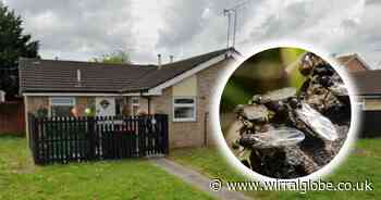 Ellesmere Port woman 'dreading' warmer weather because of flying ant infestation