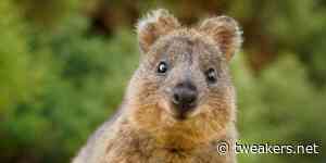 Ubuntu 25.10 krijgt codenaam 'Questing Quokka'