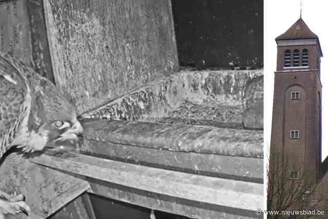 Slechtvalkenverhaal in Kortrijk neemt verrassende wending: “Of hoe James Bond zich nestelde onder de hoede van Queen Elisabeth”