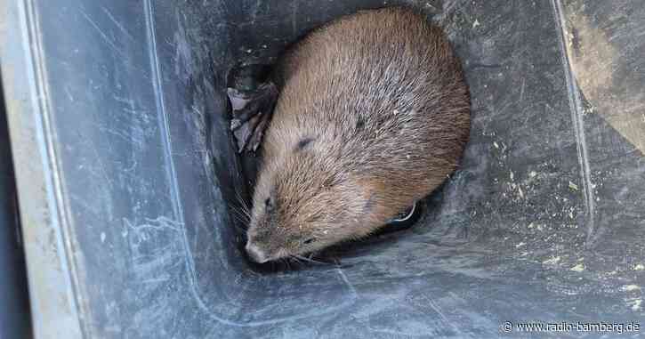 Biber sorgt für Aufregung in Bamberg