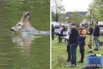 Brandweer redt ree in nood uit vijver