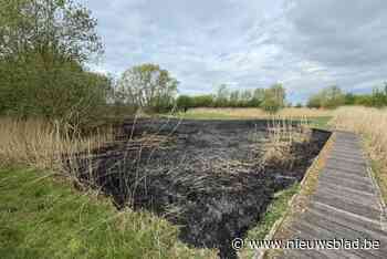 Politie zoekt daders van brandstichting in natuurgebied: “Honderden vierkante meter gingen in vlammen op”