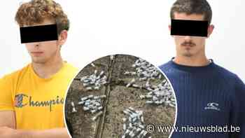 Kempense twintigers opgepakt in Kenia op verdenking van smokkelen van 5.000 mierenkoninginnen