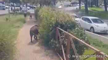 Al Laurentino 38 c'è una famiglia di cinghiali che ha conquistato i residenti