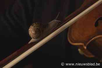 Tweede editie van het geluidskunstparcours Hear Hear volledig in het kader van 600 jaar KU Leuven