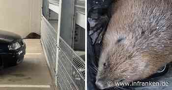 Tierischer Rettungseinsatz in Bamberg: Biber verirrt sich ins Klinkum-Parkhaus