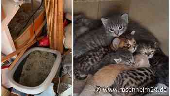 30 verwahrloste Katzen aus Garten in Grünwald gerettet