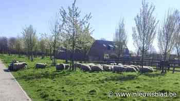 Schapen beginnen aan nieuw begrazingsseizoen bij het Geboortebos