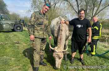 LPI-NDH: ERGÄNZUNGSMELDUNG: Tierrettung aus der Lossa - ein Rind auf Abwegen