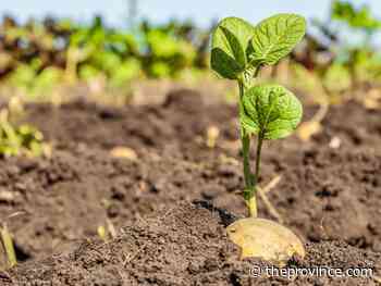 Ways to keep potato crops free of disease