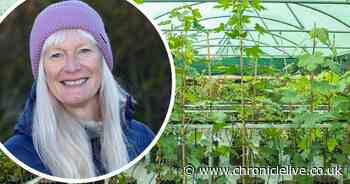 Sycamore Gap sapling to be planted in North Tyneside by NHS occupational therapist