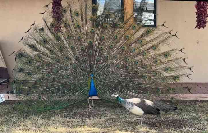 Peacocks spotted in Albuquerque neighborhoods. Where did they come from?