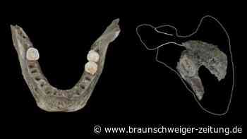 Kannibalismus: Forschern gelingt Grusel-Fund in polnischer Höhle