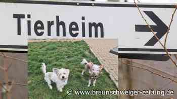 Königslutter: Druck für Hunde-Besitzerin „wohl zu hoch“