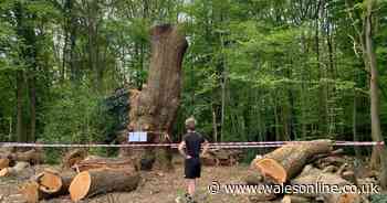 Toby Carvery faces storm of protest for felling ancient oak tree