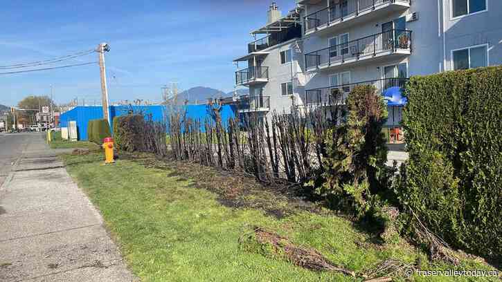 Chilliwack firefighters extinguish hedge fire at strata complex overnight, with smoke visible from afar