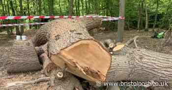 Toby Carvery faces outcry for felling oak tree more than 400 years old