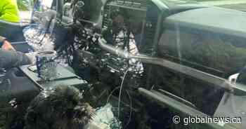 B.C. driver fined for driving with his dog on his lap