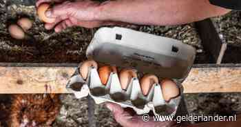 Kan ik mijn hobbykip wél opeten? En zes andere vragen over PFAS