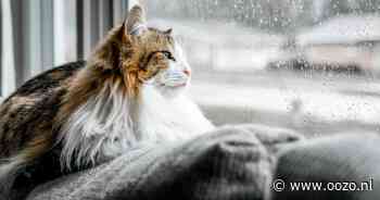 Bewolkt en gestage regenval in Waddinxveen in de avond