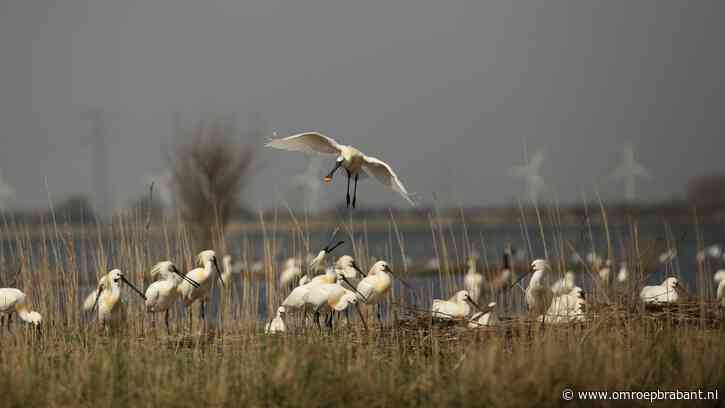 Miljoenen om zoetwater in dit natuurgebied beter te benutten