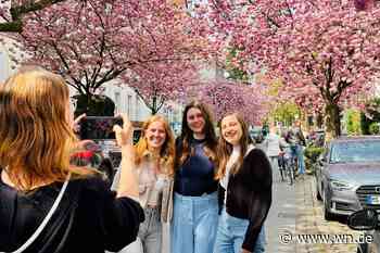 So schön ist die Kirschblüte in Münsters Schulstraße