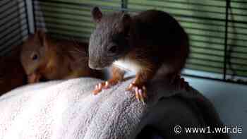 Eichhörnchen macht die Dürre zu schaffen