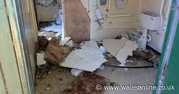 Pensioners who devote life to owls 'devastated' after sanctuary ruined by 'mindless' vandals