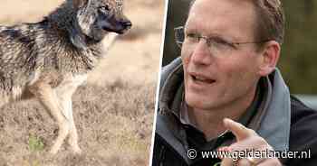 Gelderse BBB: ‘Experiment wolf is mislukt, schiet het beest af’