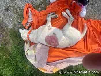 Le chien White a bien été tué par balle à Lantosque