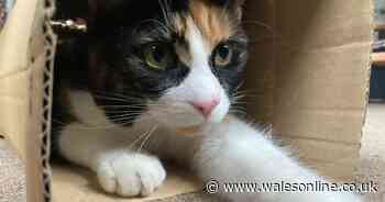 Cat returns home with block of poison as owner issues urgent warning