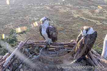 Ospreys Aran and Elen have returned to their newly-restored nest but it nearly didn't work out
