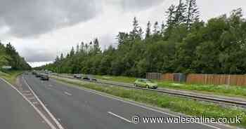 Pedestrian, 35, dies in collision on major Welsh road as lorry driver arrested