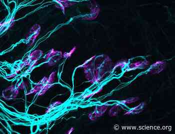 Dynamic modulation of the motor neuron translatome during developmental synapse elimination | Science Signaling
