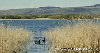 Councillors back Welsh Government's nature emergency declaration
