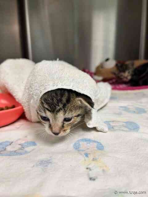 Albuquerque Animal Welfare Department collecting donations for puppies, kittens