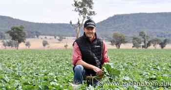 'Graze and Grain' enterprise minimising risk factor with dual purpose cropping