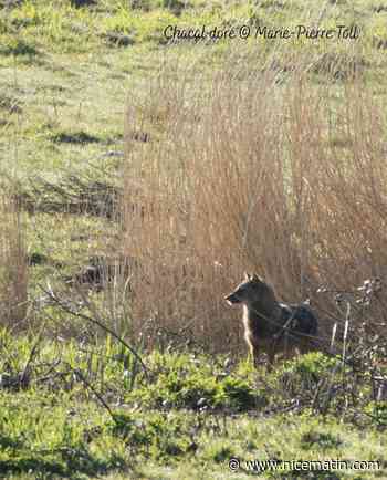 Le chacal doré va-t-il s'installer dans le Mercantour?