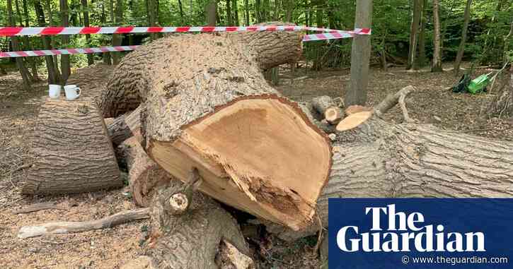 Felling of ancient London oak tree by Toby Carvery owner reported to police