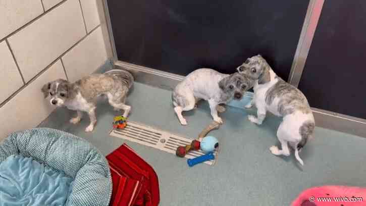 Erie County SPCA rescues 22 small dogs from Williamsville home