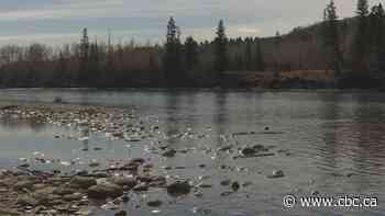 Water experts on edge as another dry summer heats up in southern Alberta