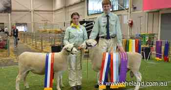 White Suffolk duo take double win during school classes in sheep judging